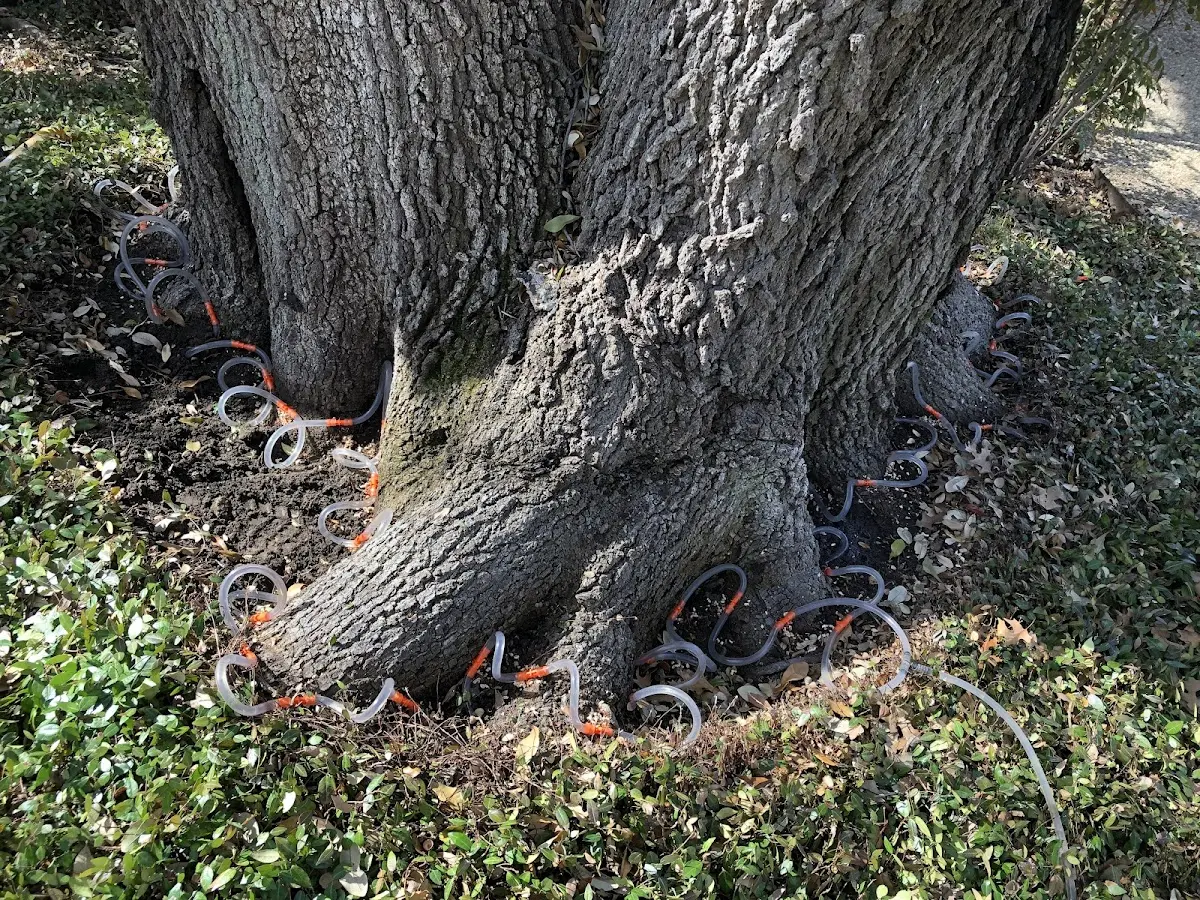 Detailed Tree Cabling and Bracing job site in South Hutchinson