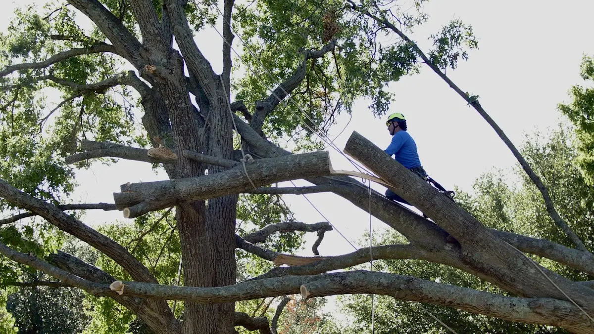 Professional Crown Thinning performed by certified arborists in South Hutchinson