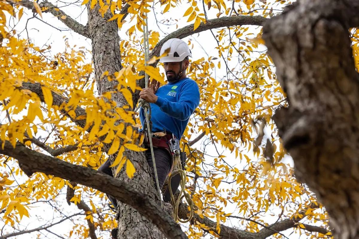 Skilled Tree Pruning crew working in South Hutchinson